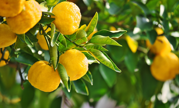 Lemon tree